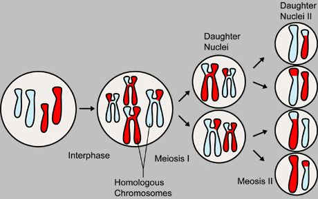 Meiosis in Drosophila
